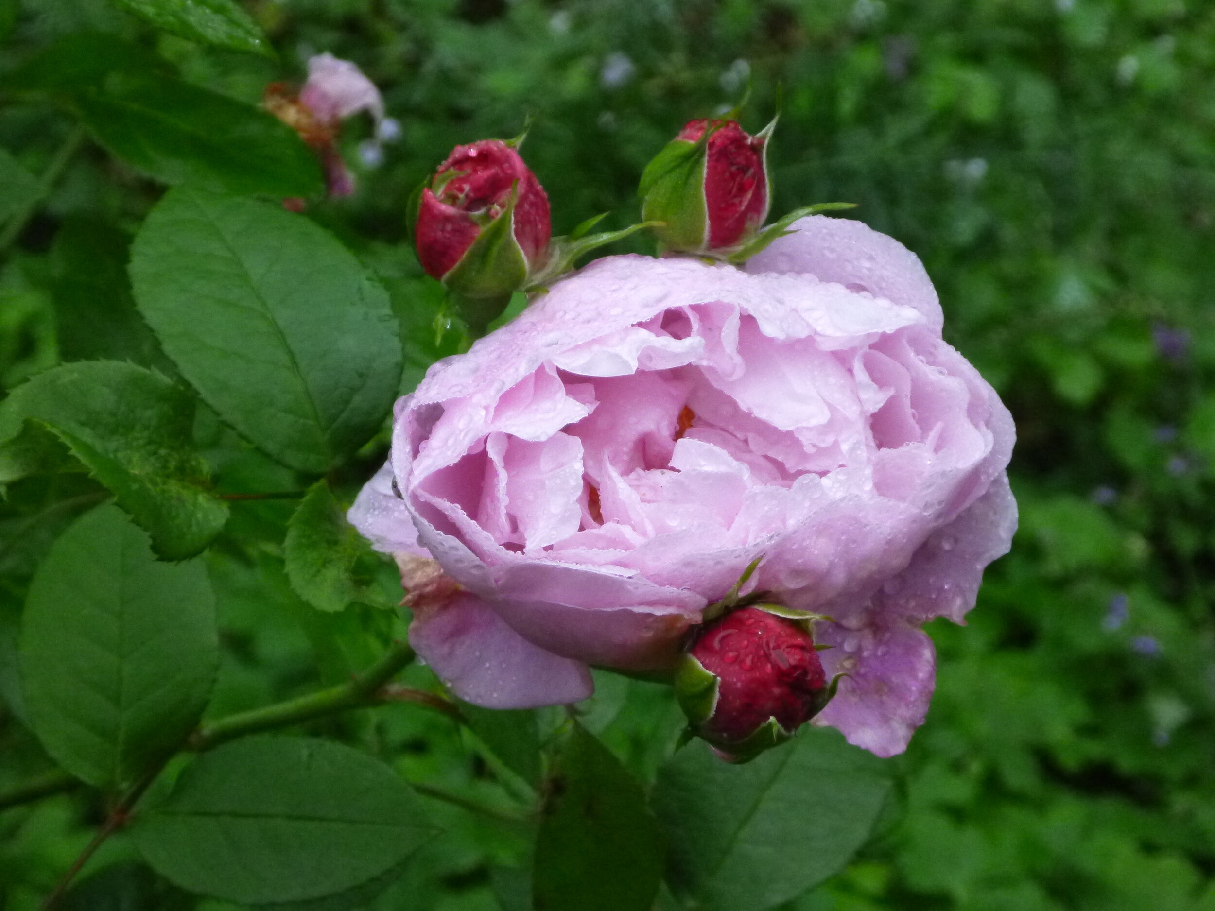 P1000784.jpg