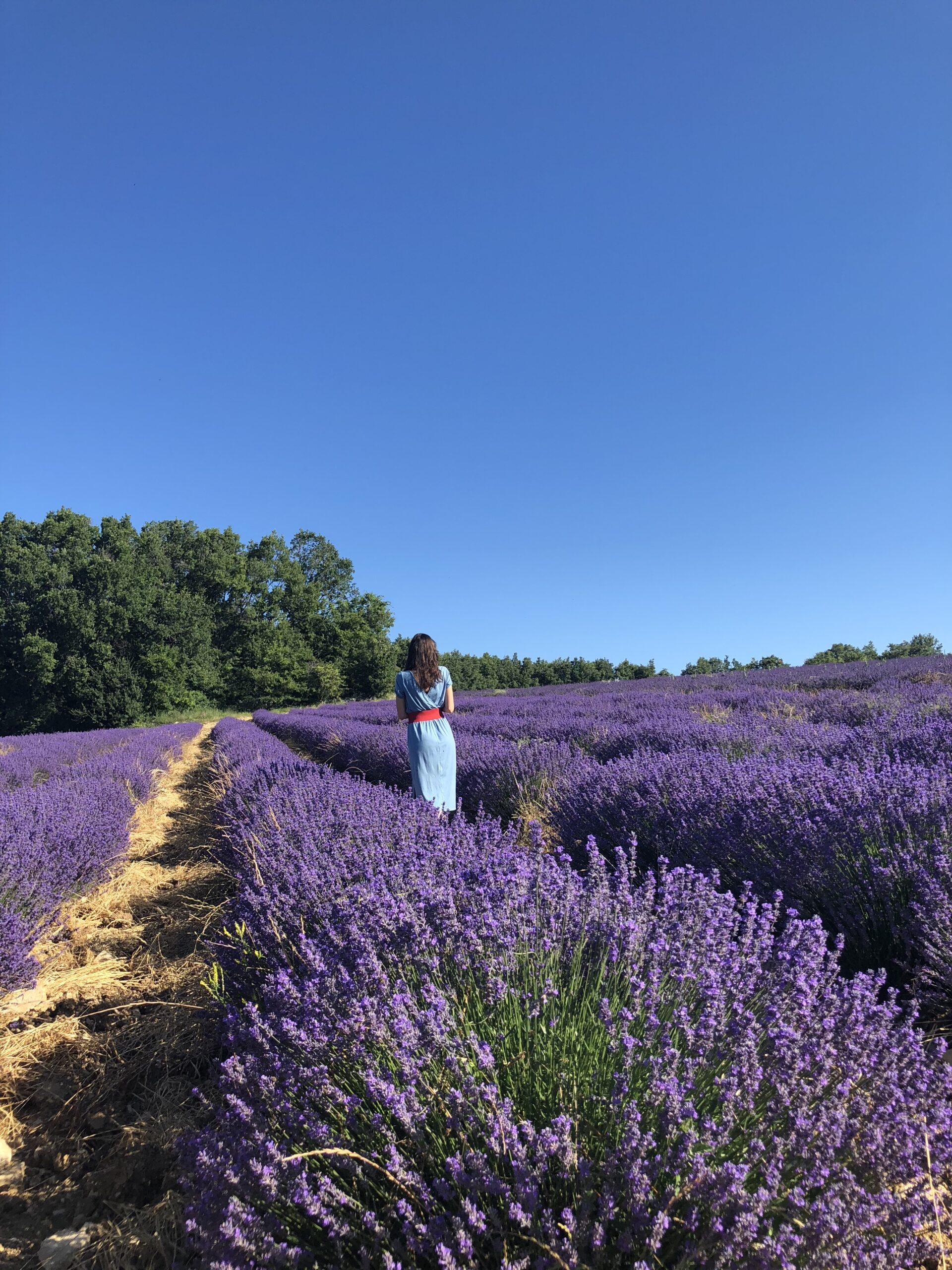 Ariella Daly in a lavender field in France, wearing a blue dress with a red belt